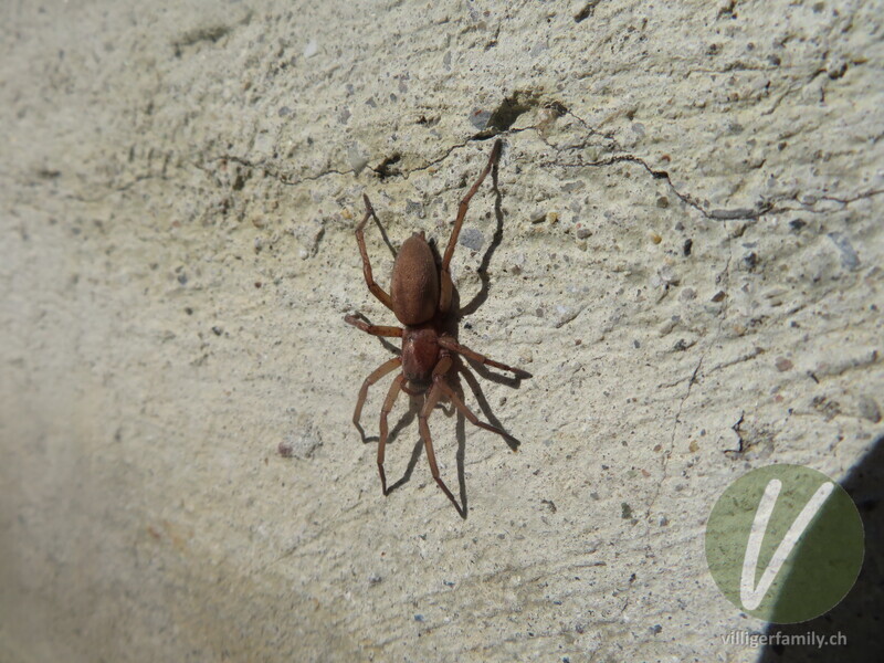 Gewöhnliche Steinplattenspinne: Übersicht